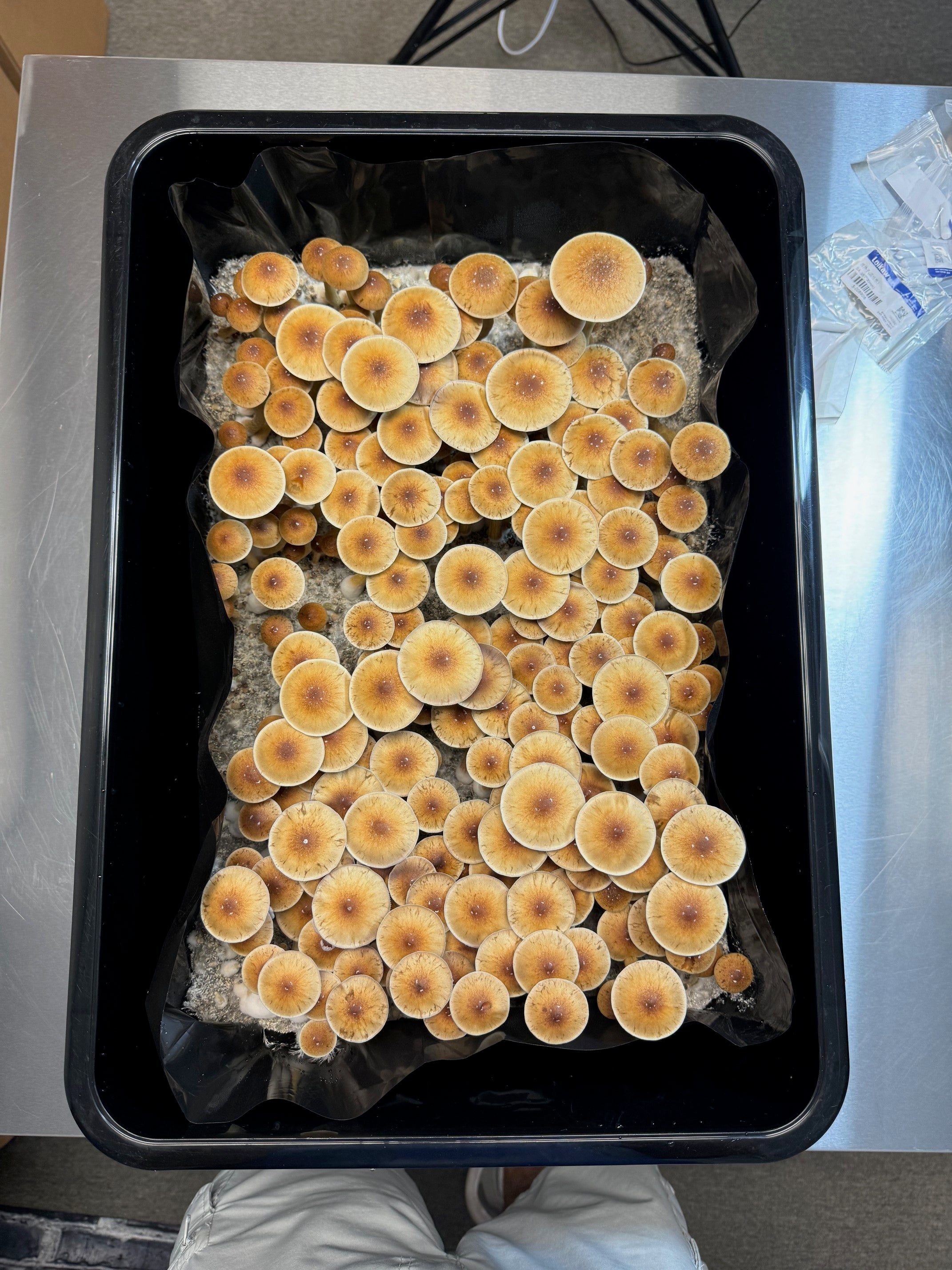 Multi-Grain Spawn Bag