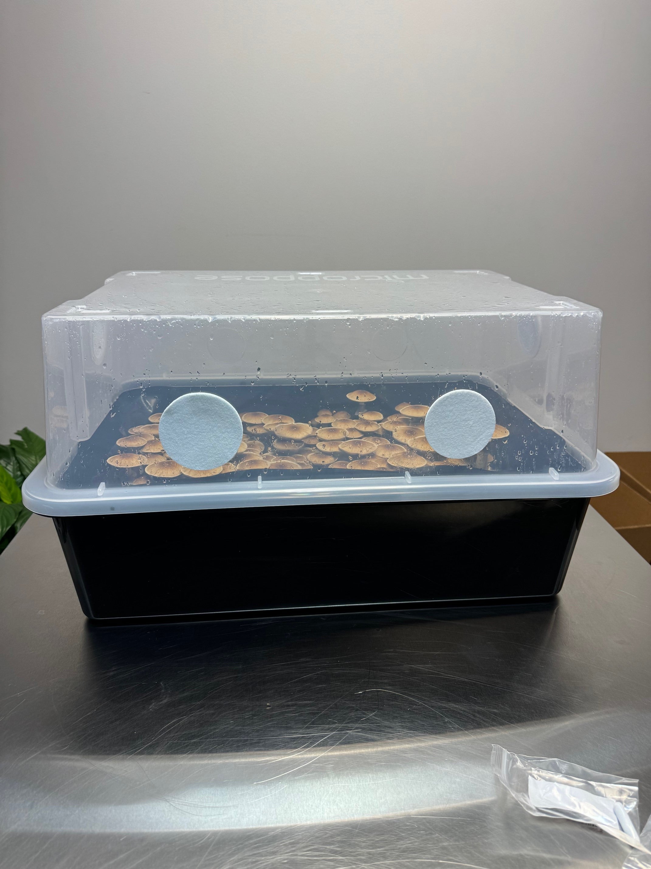 Multi-Grain Spawn Bag