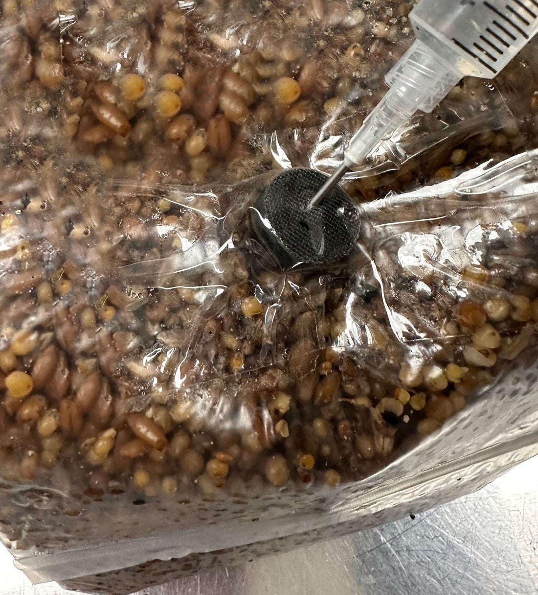 Multi-Grain Spawn Bag